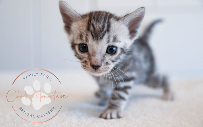 Bengal kitten for sale